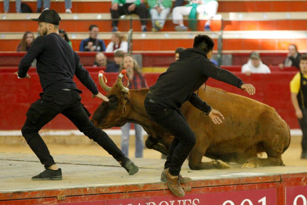 Vaquillas en las Fiesta del Pilar. Lunes 7