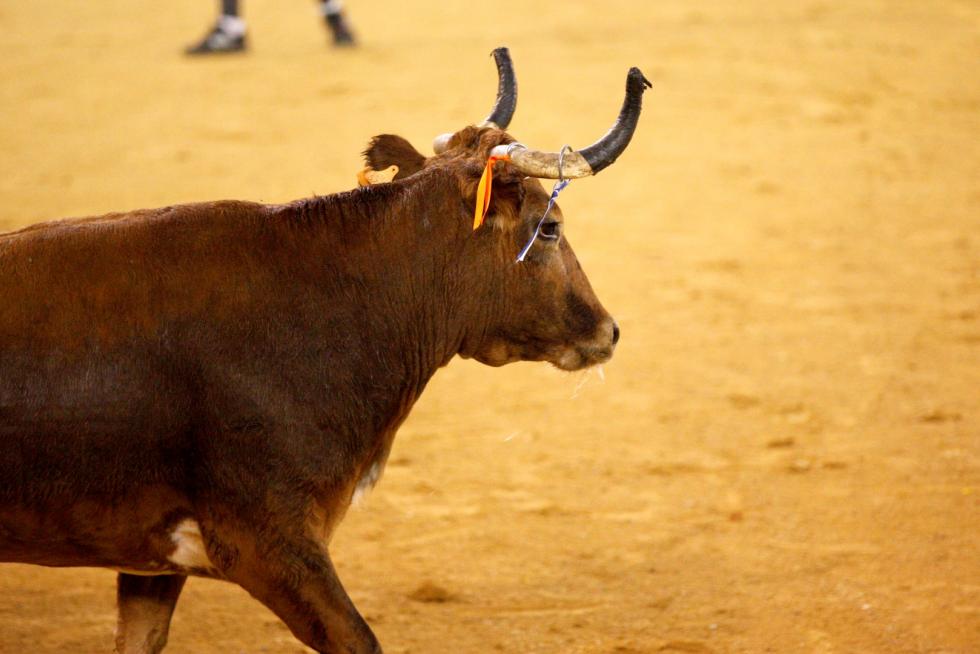 Vaquillas en las Fiesta del Pilar. Lunes 7