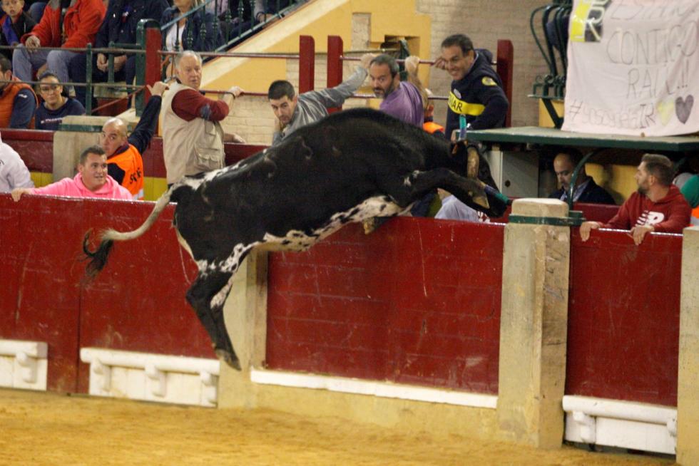 Ganaderías de la tierra para la 4ª jornada de vaquillas de las fiestas del Pilar.