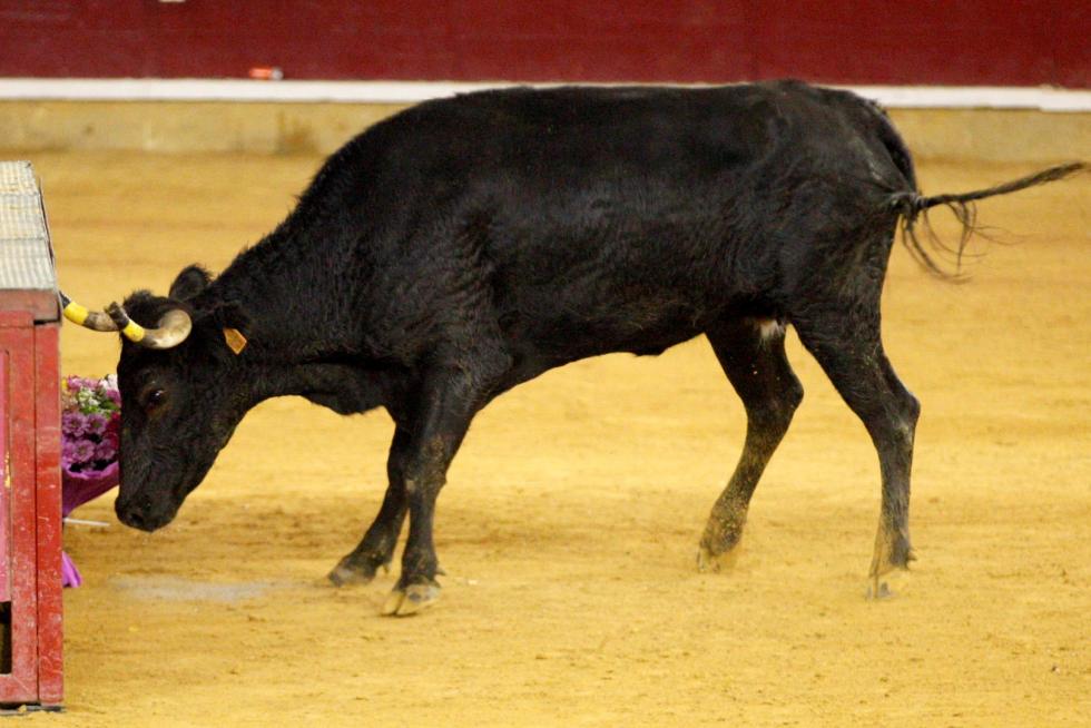 Ganaderías de la tierra para la 4ª jornada de vaquillas de las fiestas del Pilar.