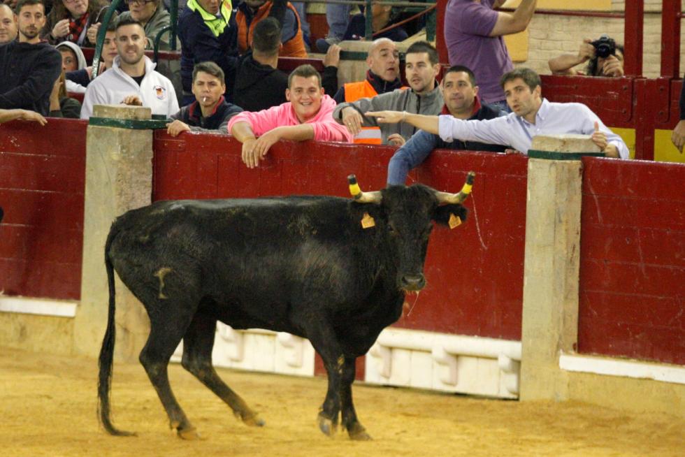 Ganaderías de la tierra para la 4ª jornada de vaquillas de las fiestas del Pilar.