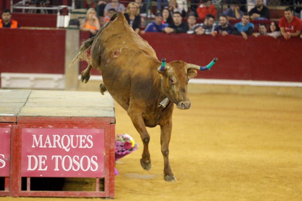Ganaderías de la tierra para la 4ª jornada de vaquillas de las fiestas del Pilar.