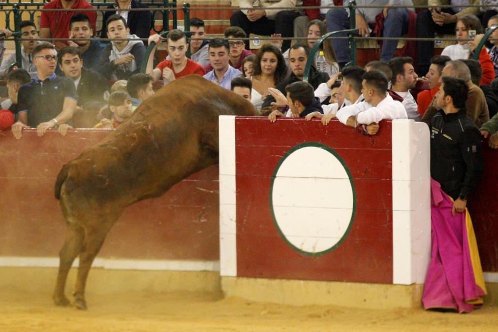Ganaderías de la tierra para la 4ª jornada de vaquillas de las fiestas del Pilar.