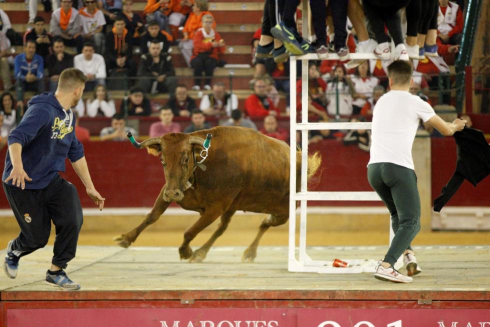 Ganaderías de la tierra para la 4ª jornada de vaquillas de las fiestas del Pilar.
