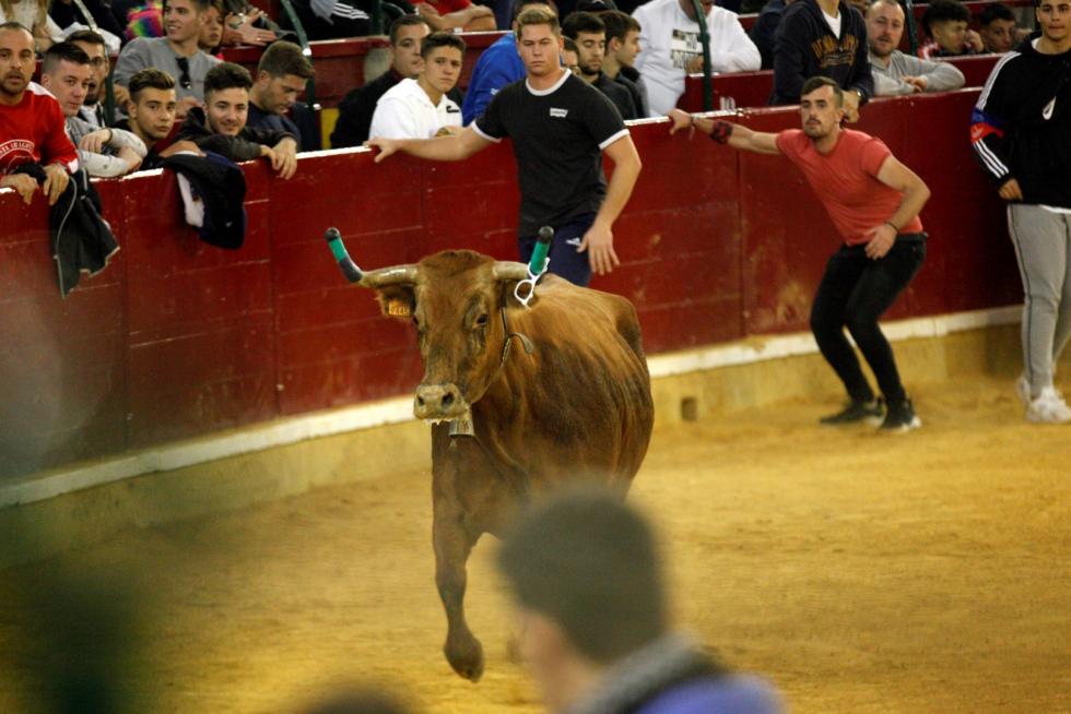 Ganaderías de la tierra para la 4ª jornada de vaquillas de las fiestas del Pilar.