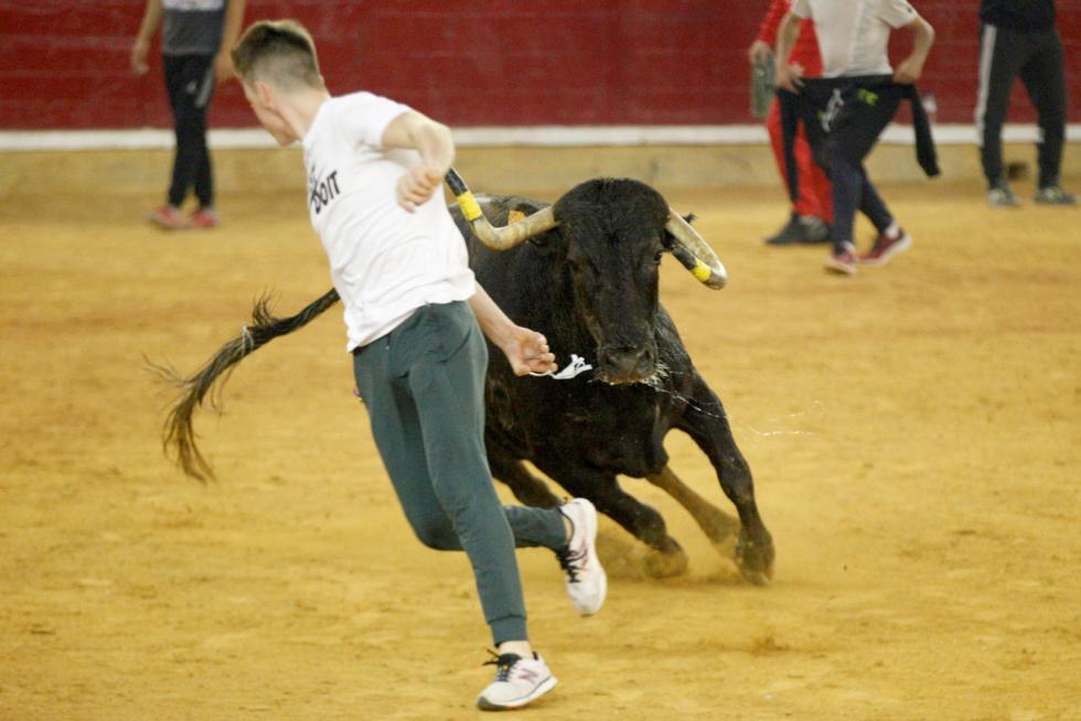 Ganaderías de la tierra para la 4ª jornada de vaquillas de las fiestas del Pilar.