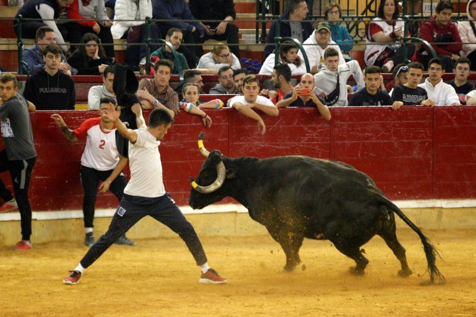 Ganaderías de la tierra para la 4ª jornada de vaquillas de las fiestas del Pilar.