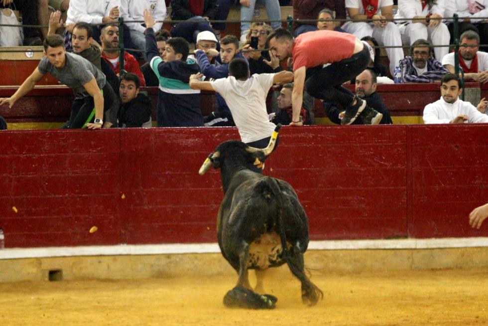 Ganaderías de la tierra para la 4ª jornada de vaquillas de las fiestas del Pilar.