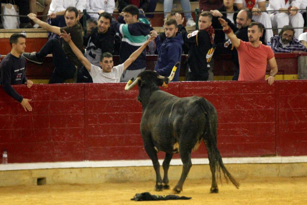 Ganaderías de la tierra para la 4ª jornada de vaquillas de las fiestas del Pilar.