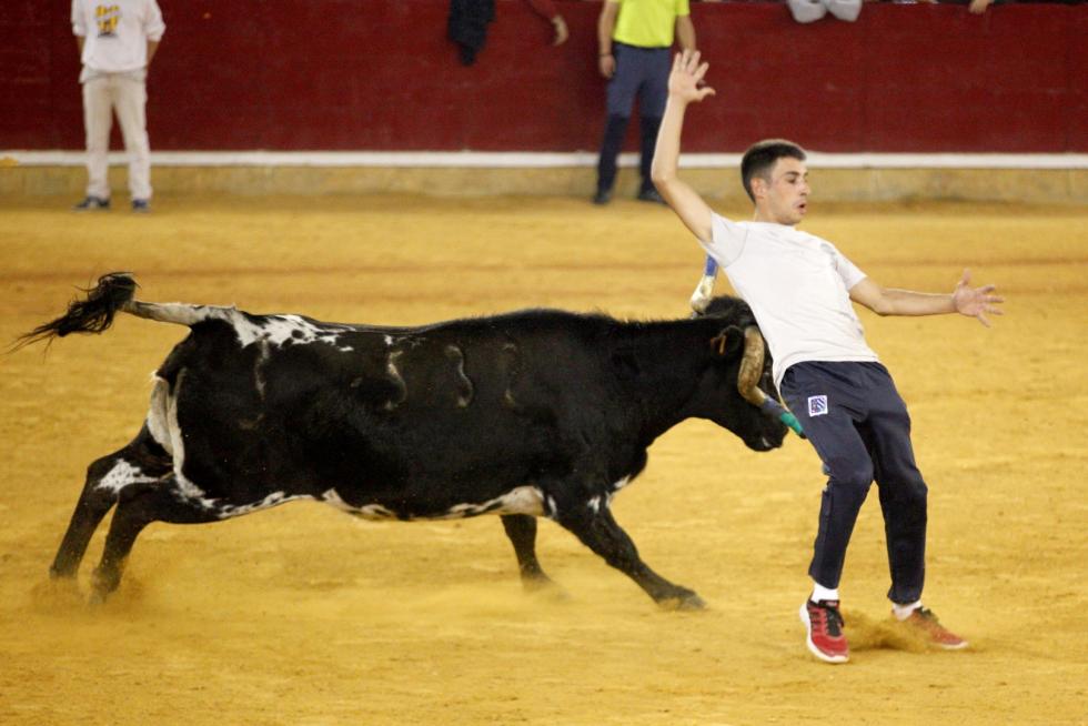 Ganaderías de la tierra para la 4ª jornada de vaquillas de las fiestas del Pilar.