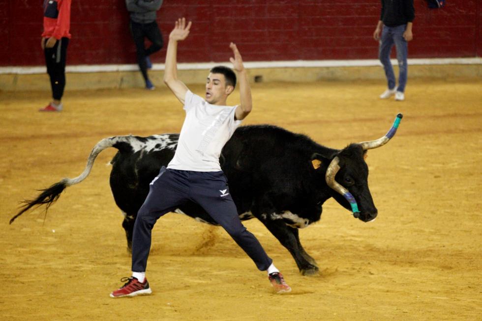 Ganaderías de la tierra para la 4ª jornada de vaquillas de las fiestas del Pilar.