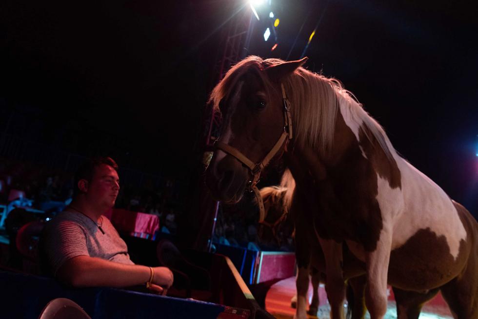 Imágenes de Zoorprendente, el Circo de los Animales, en las Fiestas del Pilar 2019 de Zaragoza