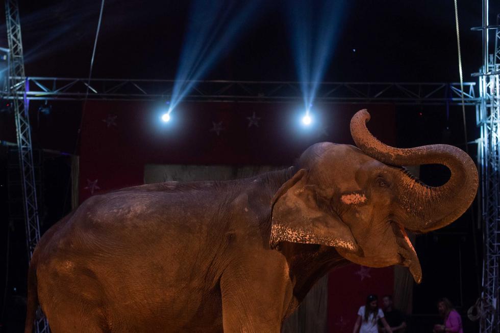 Imágenes de Zoorprendente, el Circo de los Animales, en las Fiestas del Pilar 2019 de Zaragoza