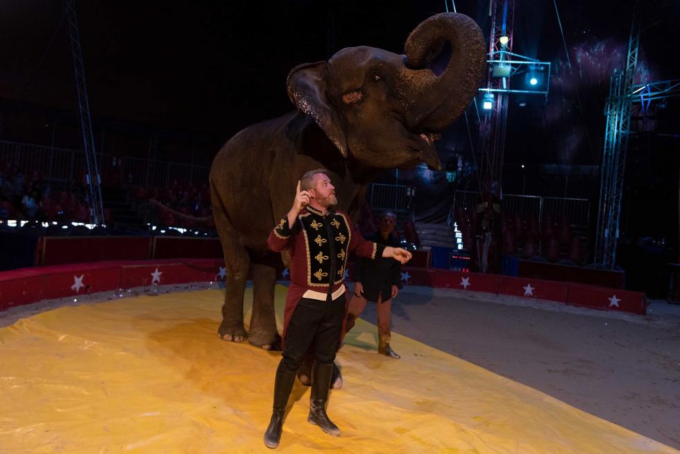 Imágenes de Zoorprendente, el Circo de los Animales, en las Fiestas del Pilar 2019 de Zaragoza