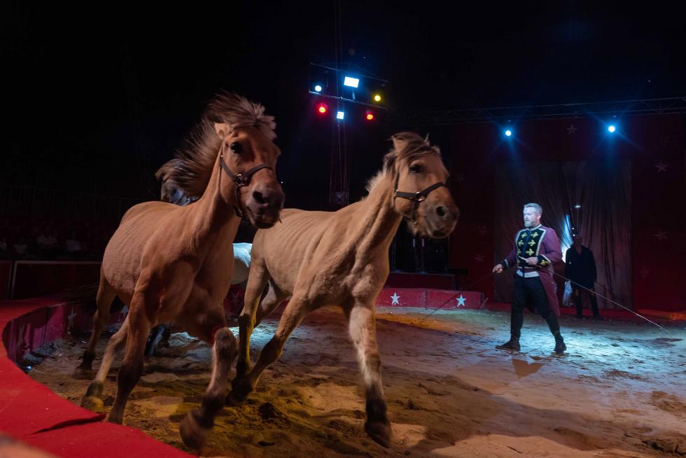 Imágenes de Zoorprendente, el Circo de los Animales, en las Fiestas del Pilar 2019 de Zaragoza