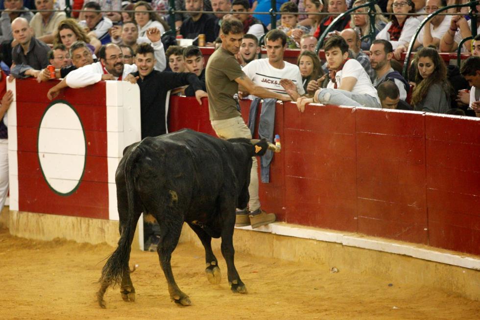 Séptima mañana de vaquillas.