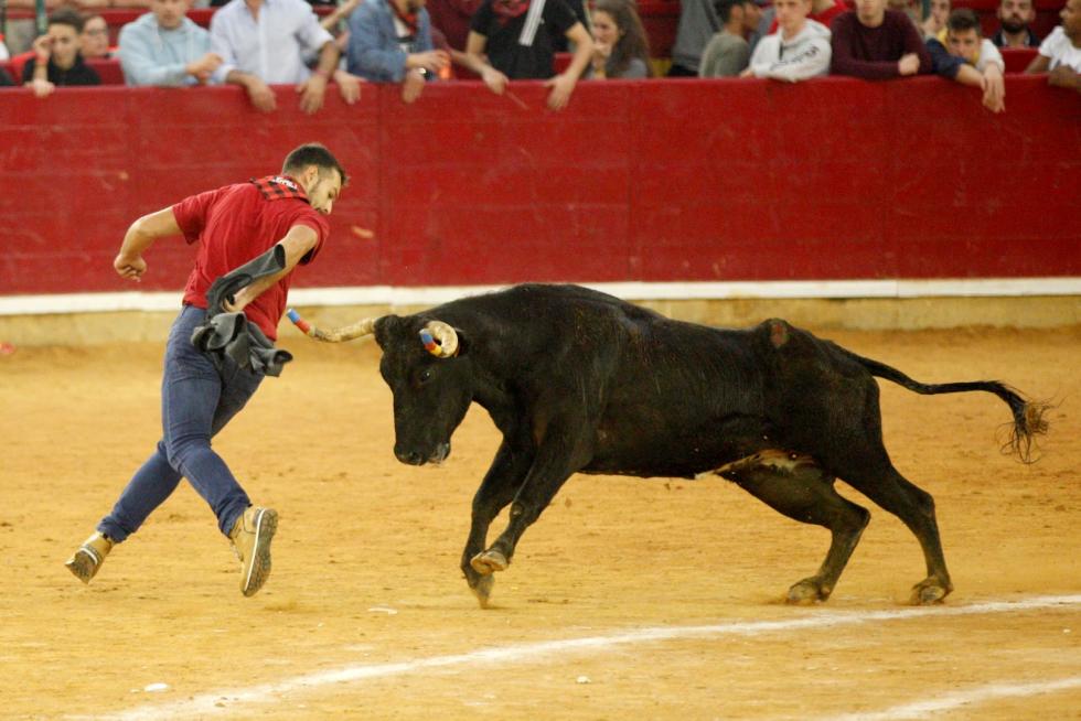 Séptima mañana de vaquillas.