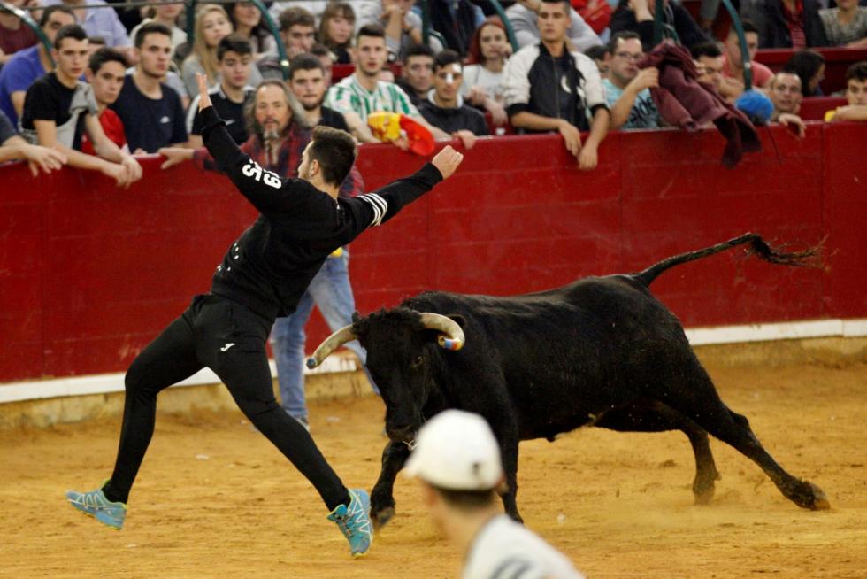 Séptima mañana de vaquillas.