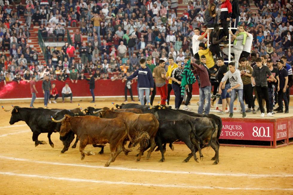 Séptima mañana de vaquillas.