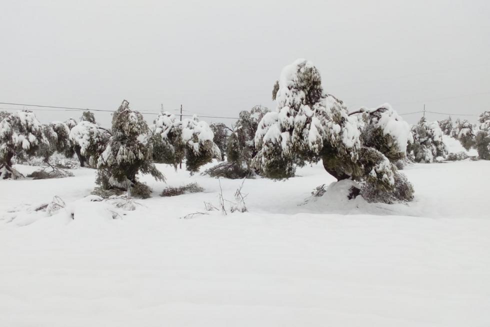 La acumulación de nieve parte las ramas de los olivos por el peso en La Fresneda.