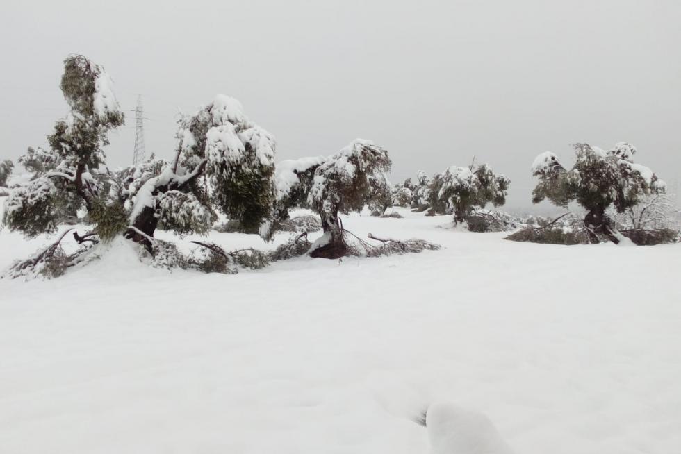 La acumulación de nieve parte las ramas de los olivos por el peso en La Fresneda.