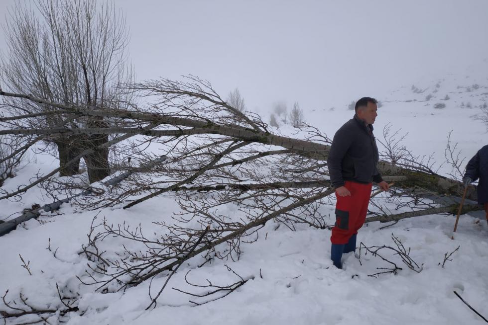 Los vecinos de Fuenferrada han tenido que cortar y retirar un árbol caído sobre la carretera para que pudiera llegar la máquina quitanieves