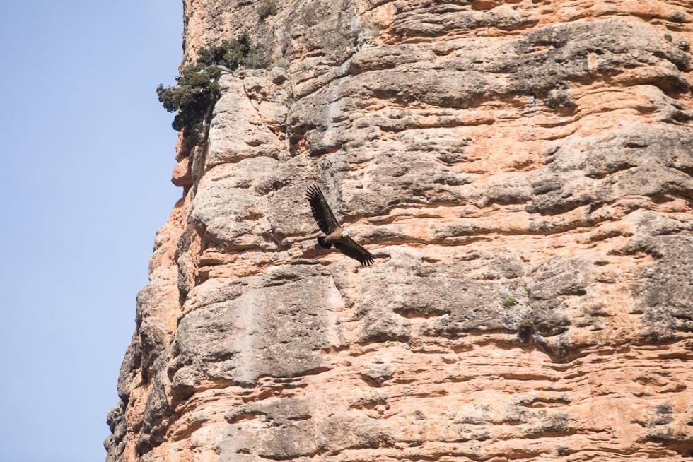 Vista de los Mallos de Agüero