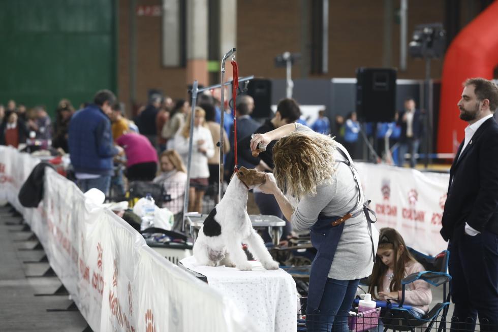 Este fin de semana se ha celebrado la Exposición Internacional y Nacional Caninca de Zaragoza 'Pirineos Aragón Winner', con un especial sobre razas de caza.