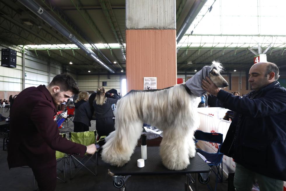 Este fin de semana se ha celebrado la Exposición Internacional y Nacional Caninca de Zaragoza 'Pirineos Aragón Winner', con un especial sobre razas de caza.