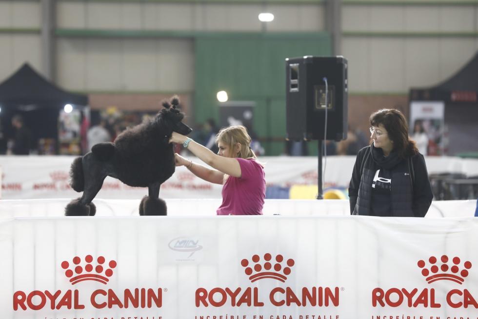 Este fin de semana se ha celebrado la Exposición Internacional y Nacional Caninca de Zaragoza 'Pirineos Aragón Winner', con un especial sobre razas de caza.