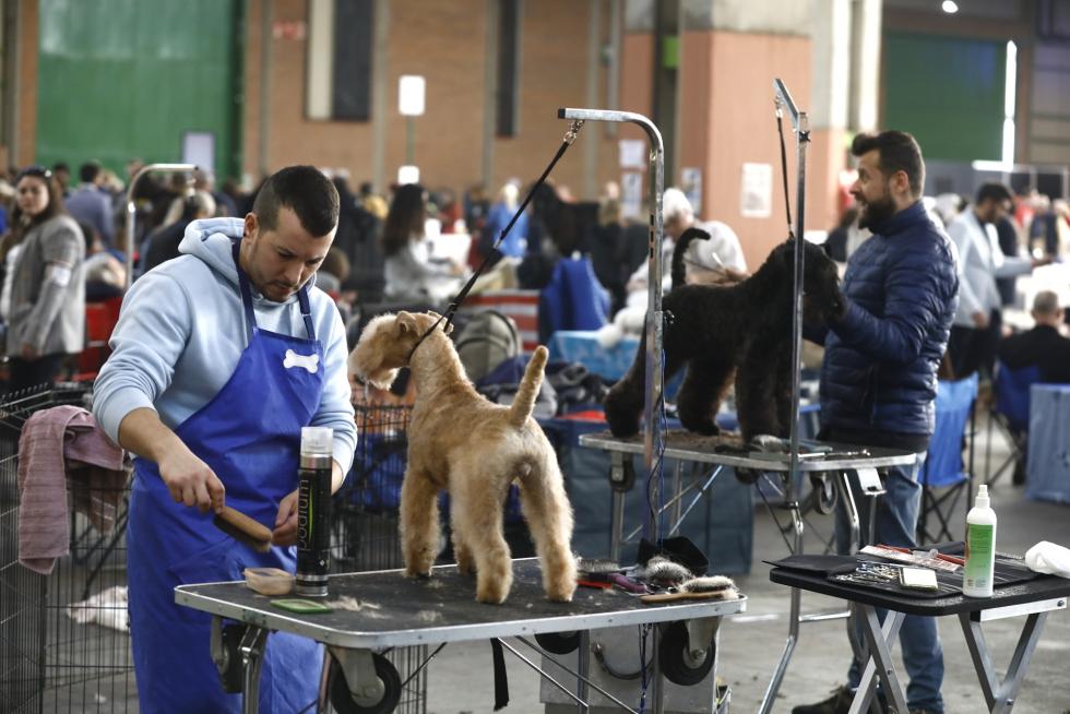 Este fin de semana se ha celebrado la Exposición Internacional y Nacional Caninca de Zaragoza 'Pirineos Aragón Winner', con un especial sobre razas de caza.
