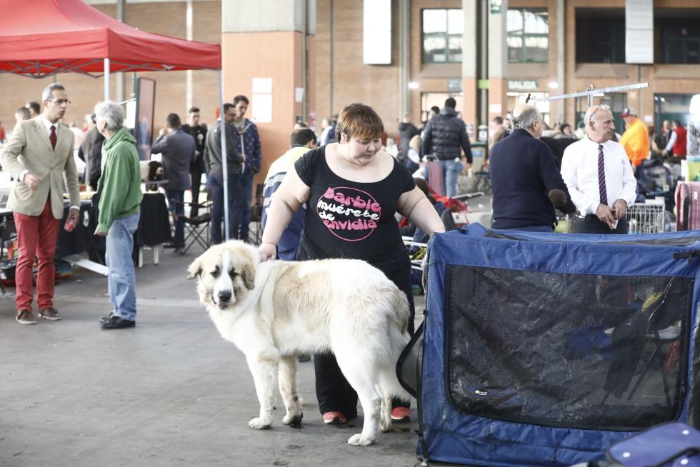Este fin de semana se ha celebrado la Exposición Internacional y Nacional Caninca de Zaragoza 'Pirineos Aragón Winner', con un especial sobre razas de caza.