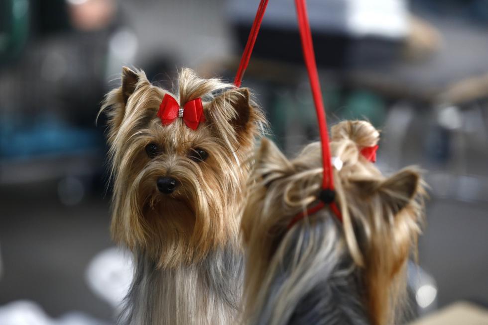 Este fin de semana se ha celebrado la Exposición Internacional y Nacional Caninca de Zaragoza 'Pirineos Aragón Winner', con un especial sobre razas de caza.