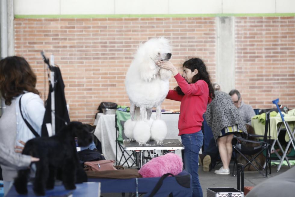 Este fin de semana se ha celebrado la Exposición Internacional y Nacional Caninca de Zaragoza 'Pirineos Aragón Winner', con un especial sobre razas de caza.