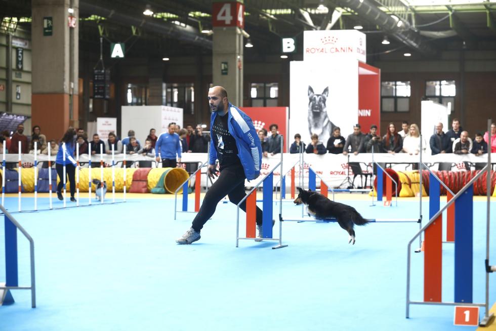 Este fin de semana se ha celebrado la Exposición Internacional y Nacional Caninca de Zaragoza 'Pirineos Aragón Winner', con un especial sobre razas de caza.