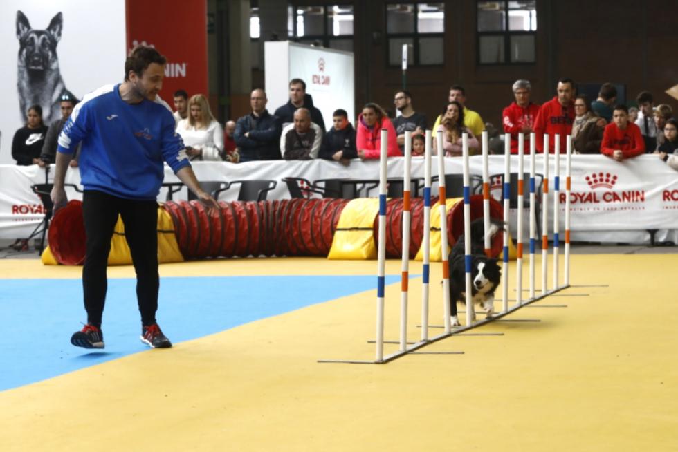 Este fin de semana se ha celebrado la Exposición Internacional y Nacional Caninca de Zaragoza 'Pirineos Aragón Winner', con un especial sobre razas de caza.