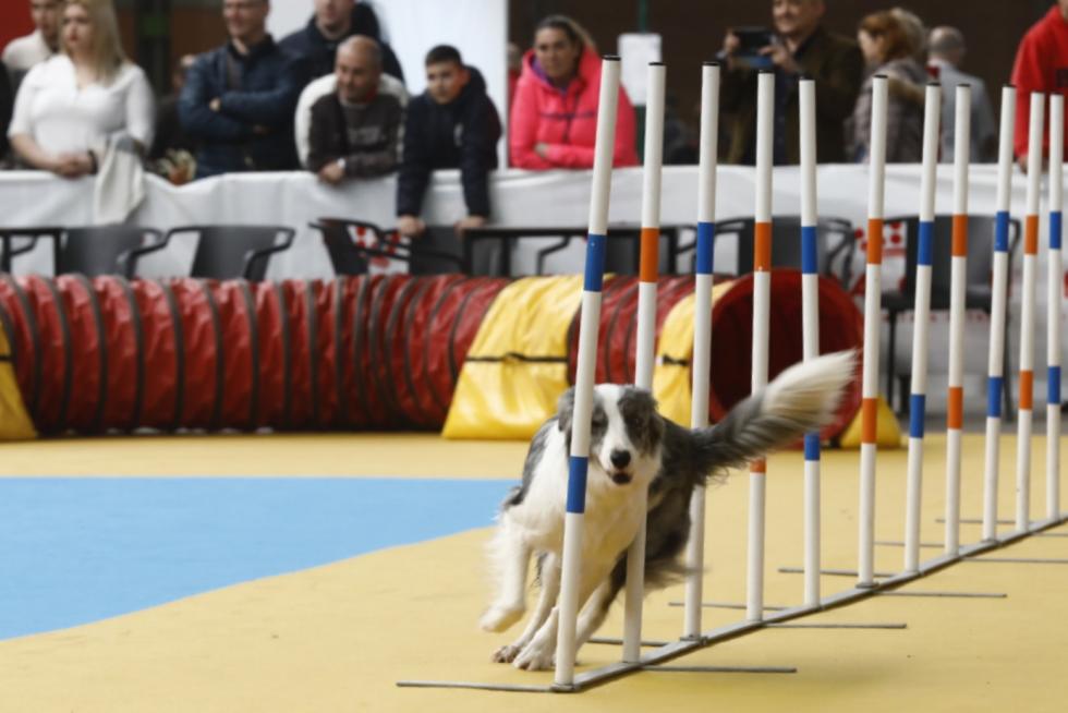 Este fin de semana se ha celebrado la Exposición Internacional y Nacional Caninca de Zaragoza 'Pirineos Aragón Winner', con un especial sobre razas de caza.