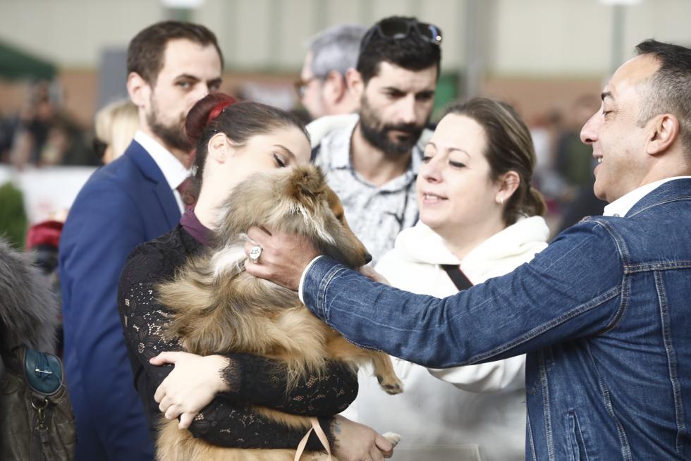 Este fin de semana se ha celebrado la Exposición Internacional y Nacional Caninca de Zaragoza 'Pirineos Aragón Winner', con un especial sobre razas de caza.