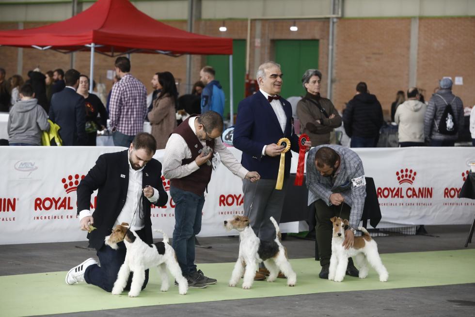 Este fin de semana se ha celebrado la Exposición Internacional y Nacional Caninca de Zaragoza 'Pirineos Aragón Winner', con un especial sobre razas de caza.