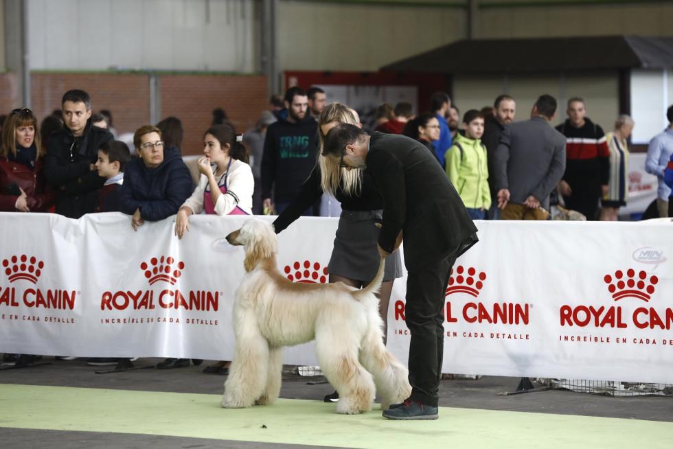 Este fin de semana se ha celebrado la Exposición Internacional y Nacional Caninca de Zaragoza 'Pirineos Aragón Winner', con un especial sobre razas de caza.