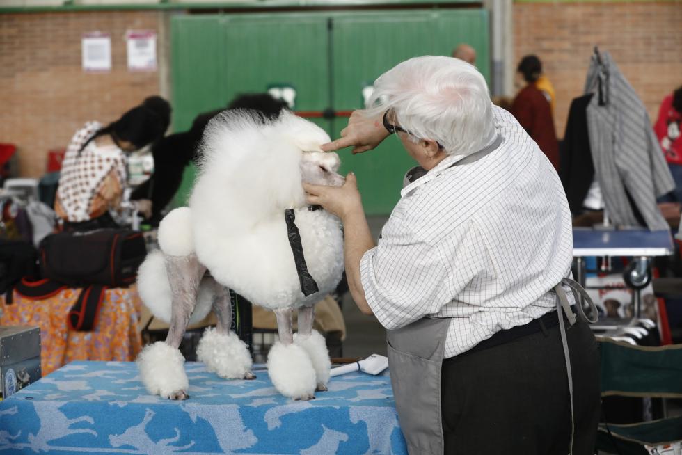 Este fin de semana se ha celebrado la Exposición Internacional y Nacional Caninca de Zaragoza 'Pirineos Aragón Winner', con un especial sobre razas de caza.