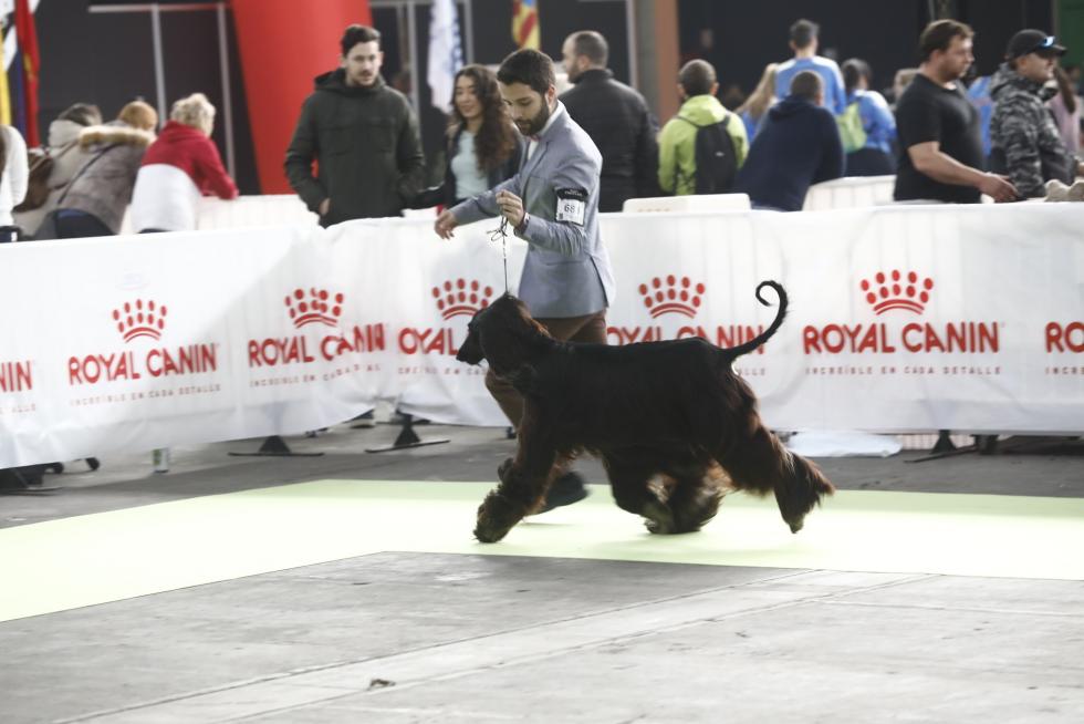 Este fin de semana se ha celebrado la Exposición Internacional y Nacional Caninca de Zaragoza 'Pirineos Aragón Winner', con un especial sobre razas de caza.