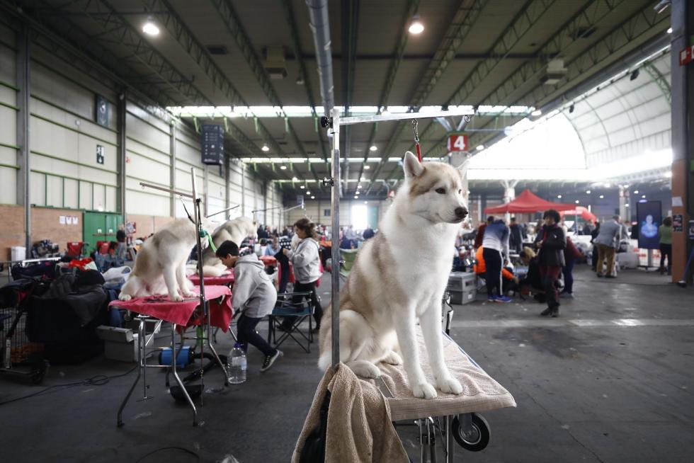 Este fin de semana se ha celebrado la Exposición Internacional y Nacional Caninca de Zaragoza 'Pirineos Aragón Winner', con un especial sobre razas de caza.