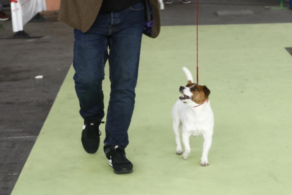 Este fin de semana se ha celebrado la Exposición Internacional y Nacional Caninca de Zaragoza 'Pirineos Aragón Winner', con un especial sobre razas de caza.