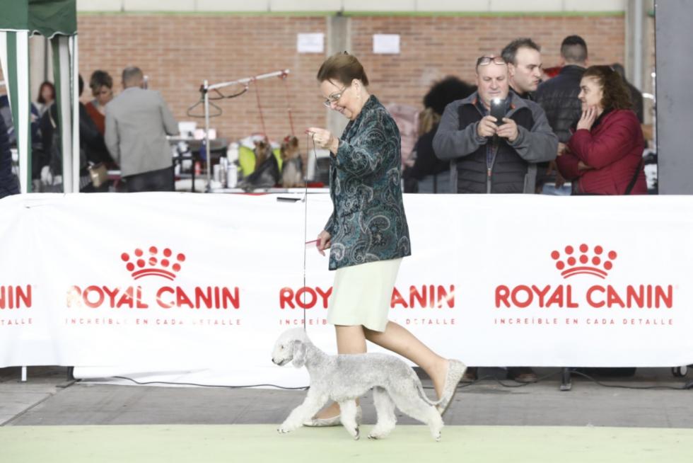 Este fin de semana se ha celebrado la Exposición Internacional y Nacional Caninca de Zaragoza 'Pirineos Aragón Winner', con un especial sobre razas de caza.