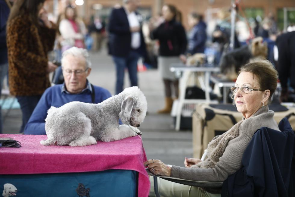 Este fin de semana se ha celebrado la Exposición Internacional y Nacional Caninca de Zaragoza 'Pirineos Aragón Winner', con un especial sobre razas de caza.