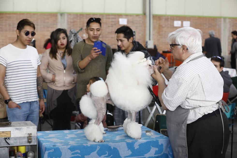 Este fin de semana se ha celebrado la Exposición Internacional y Nacional Caninca de Zaragoza 'Pirineos Aragón Winner', con un especial sobre razas de caza.