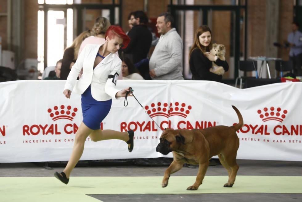 Este fin de semana se ha celebrado la Exposición Internacional y Nacional Caninca de Zaragoza 'Pirineos Aragón Winner', con un especial sobre razas de caza.