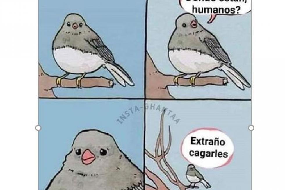 Memes de la semana dedicados al coronavirus.
