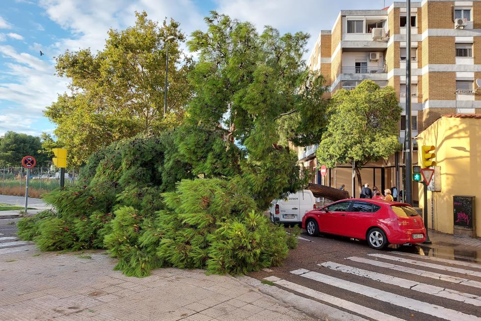 Árbol caído en la calle Palencia de Zaragoza después de la tromba de agua registrada